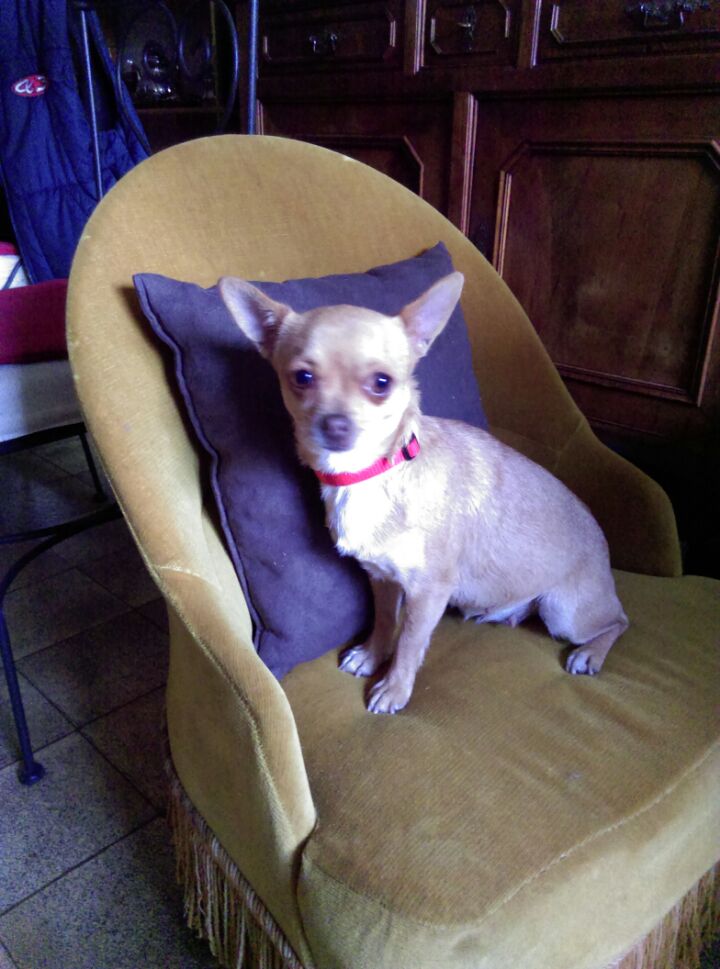 Les Chihuahua de l'affixe De Saulieut