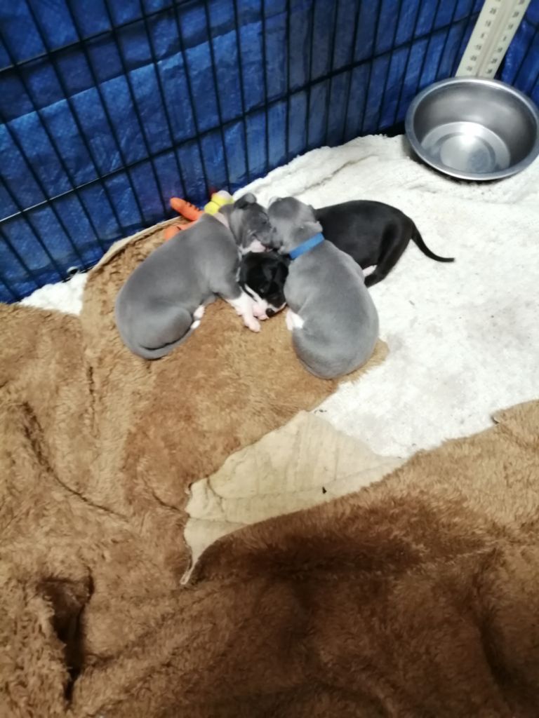 De Saulieut - 2 mâles whippet 