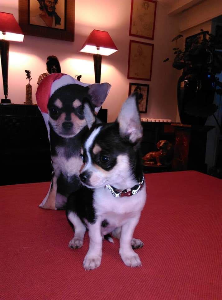 Chiots 