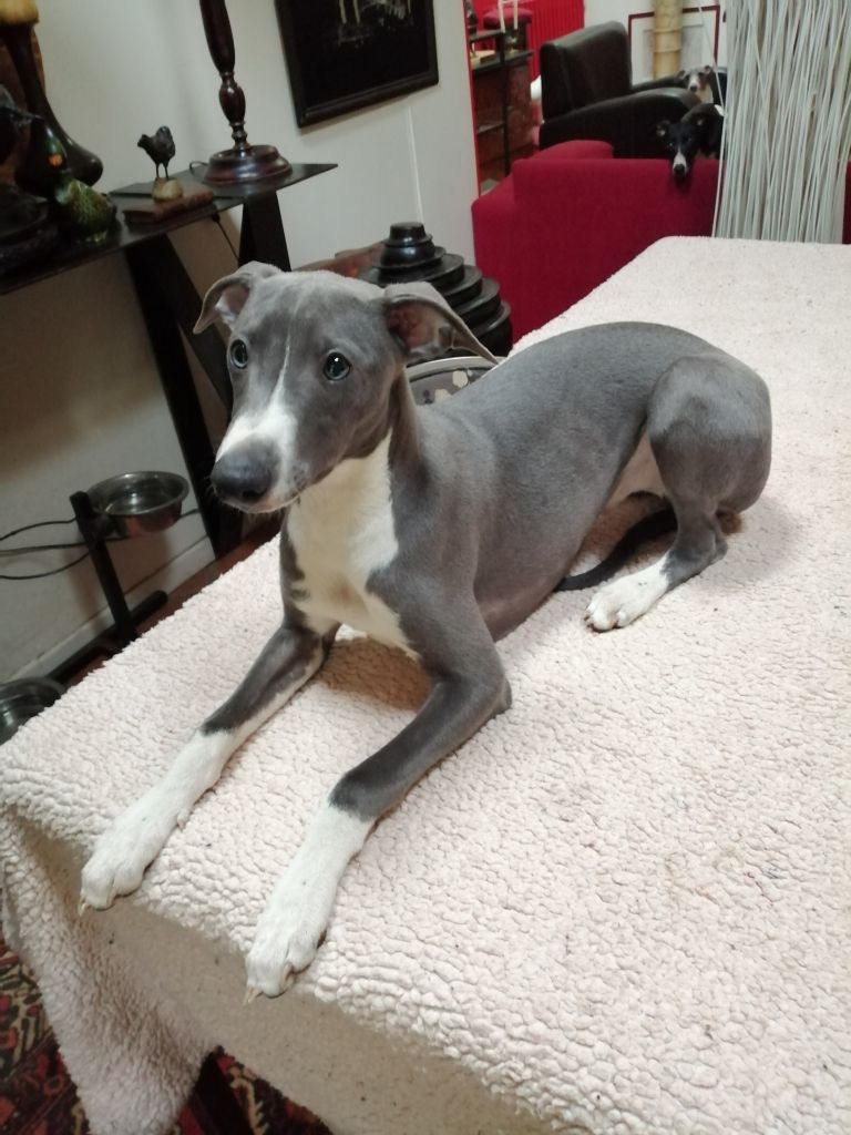 Chiot Whippet De Saulieut