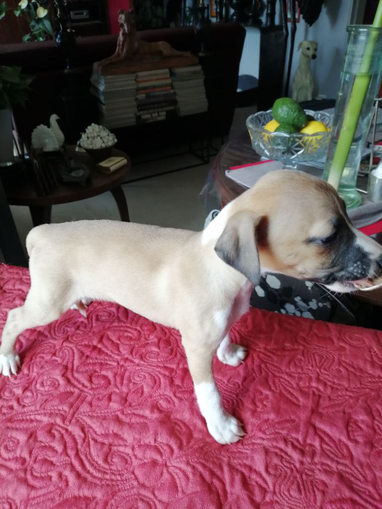 De Saulieut - Chiots disponibles - Whippet