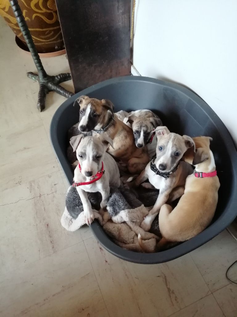 Chiot Whippet De Saulieut